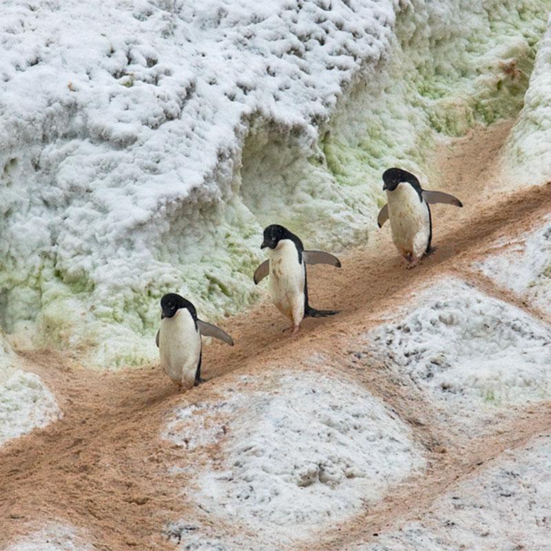Drei Pinguine laufen hintereinander