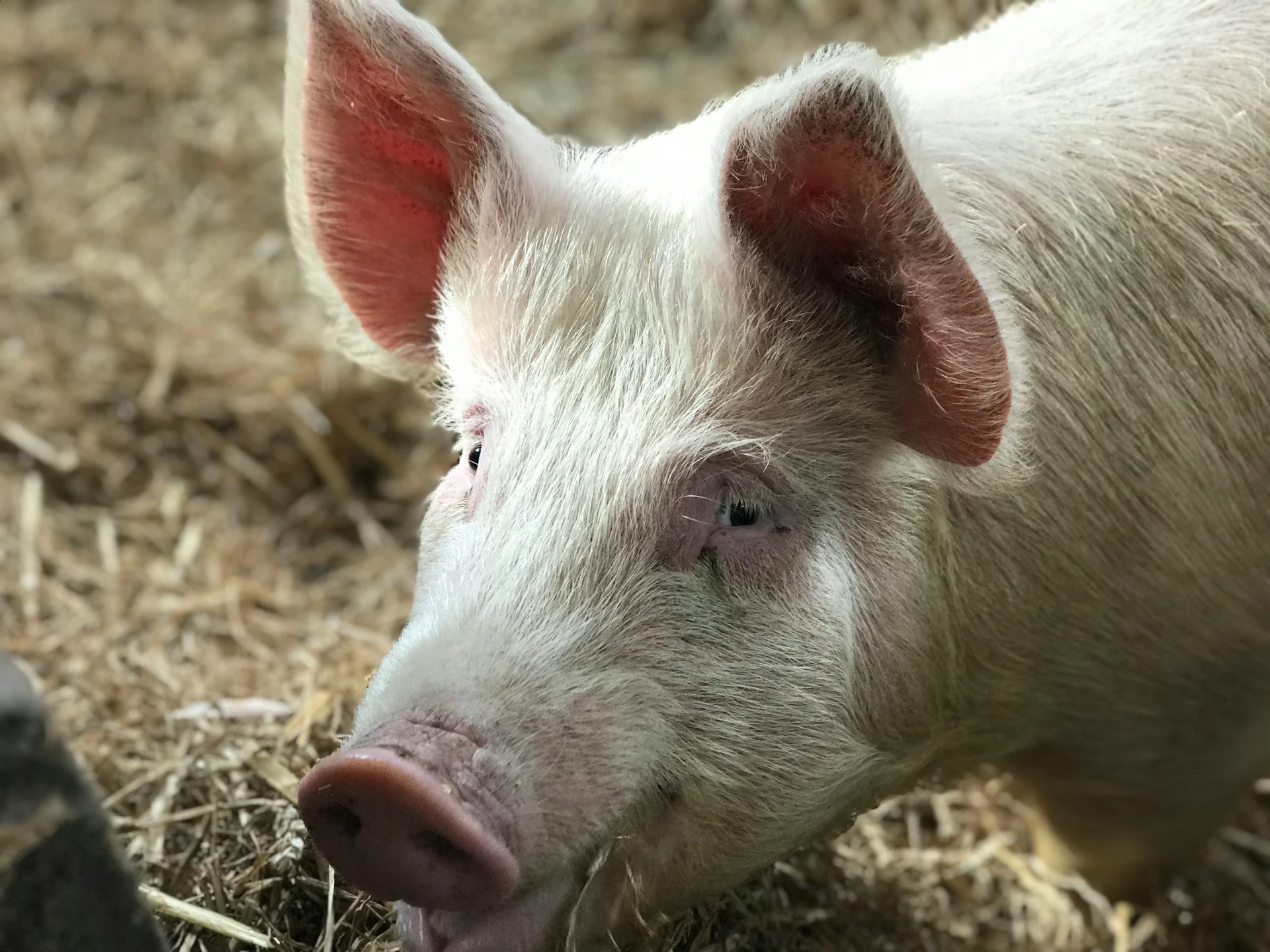 Ein Schwein, aufgenommen von der Seite