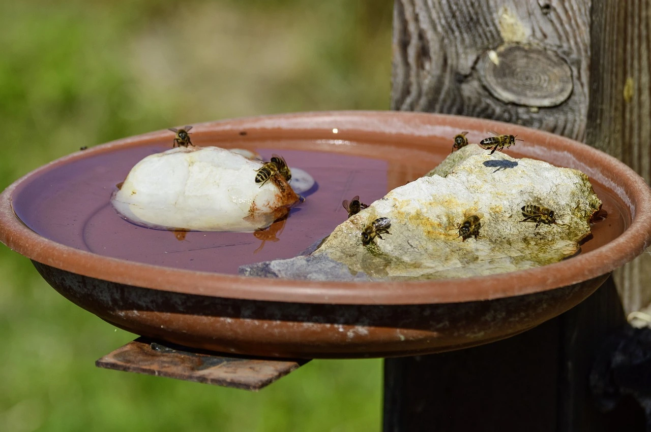 Das Foto zeigt eine kleine Wasserstelle. Darin liegen zwei Steine, auf denen mehrere Bienen sitzen.