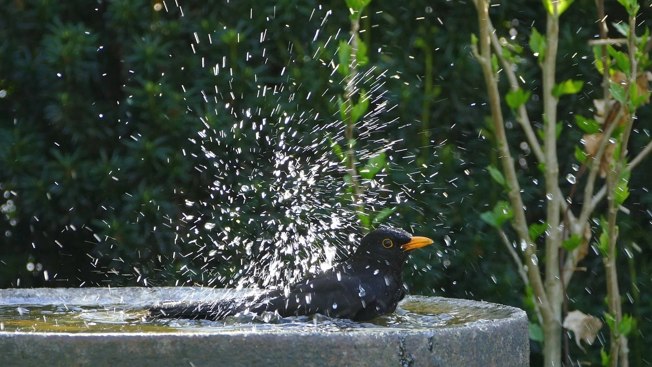 Das Foto zeigt eine schwarze Amsel. Sie sitzt in einer Wasserstelle und spritzt sich nass.