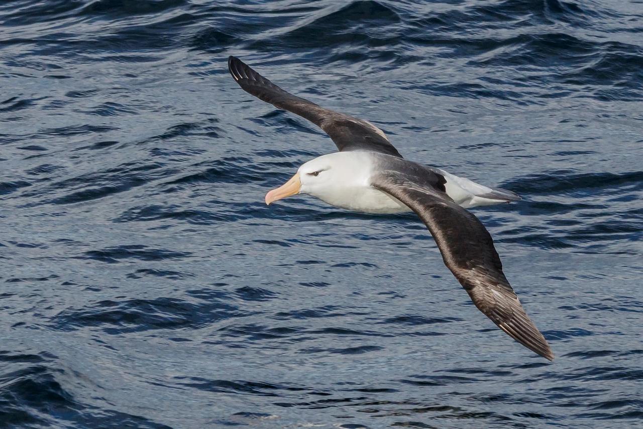 Das Foto zeigt einen Albatros im Flug. Der Vogel ist schwarz-weiß und fliegt über dem Meer.