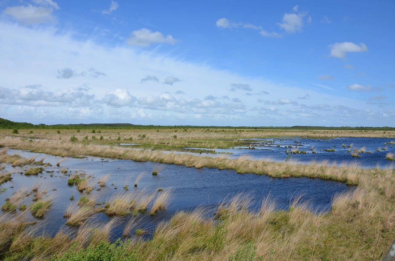 Das Foto zeigt eine Moorlandschaft mit einer Wasserfläche.