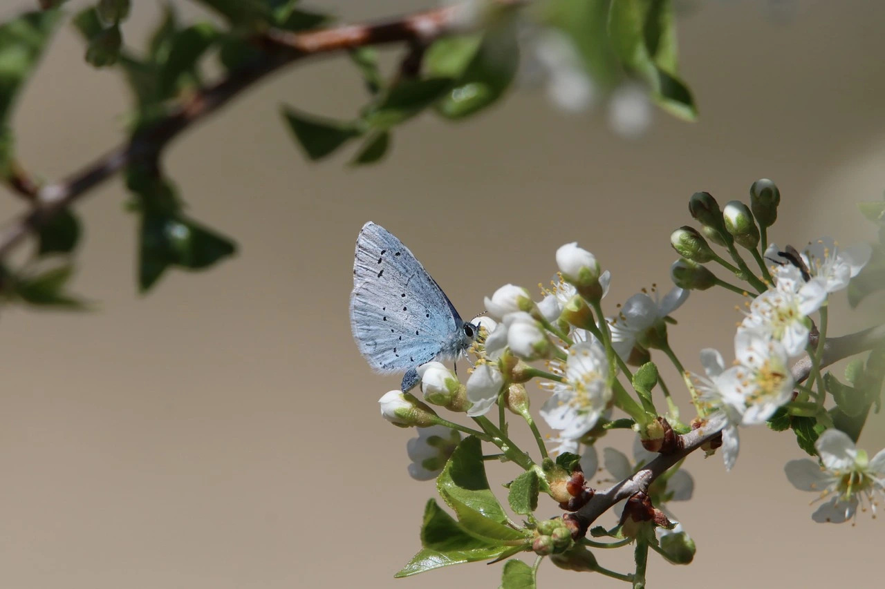 Ein hellblauer Schmetterling sitzt auf einem Ast mit rosa-weißen Blüten.
