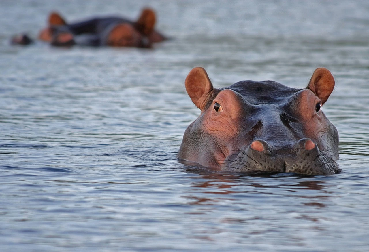 ein Flusspferd im Wasser, nur der Kopf ist sichtbar