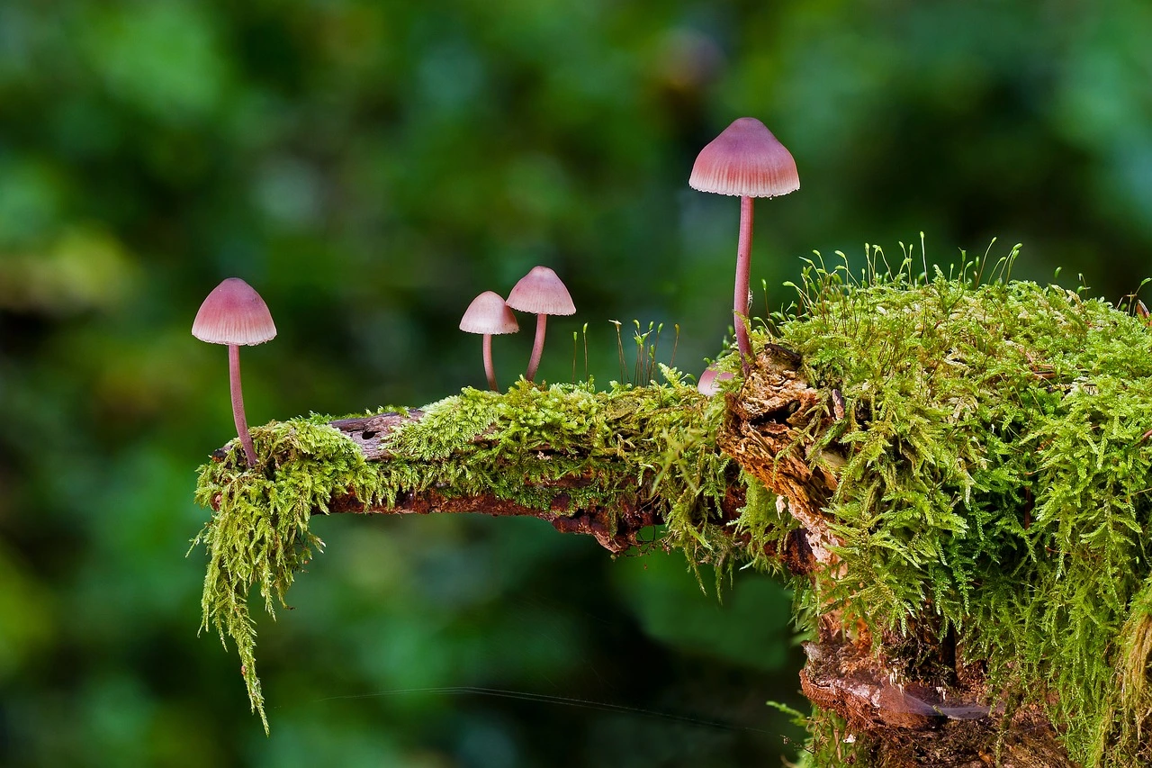 mehrere braune Pilze auf einer moosbewachsenen Fläche im Wald