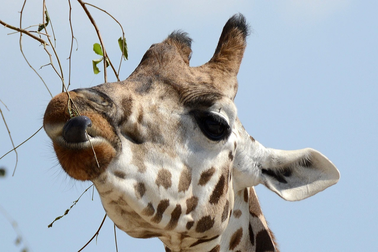 Das Foto zeigt eine Giraffe, die mit ihrer Zunge Blätter von einem Ast streift.