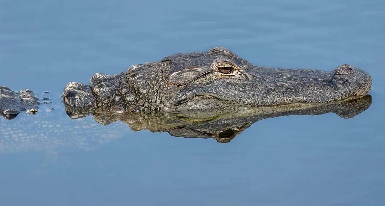 Das Foto zeigt ein schwimmendes Krokodil. Über der Wasseroberfläche sind nur die Augen und ein Teil des Mauls zu sehen.