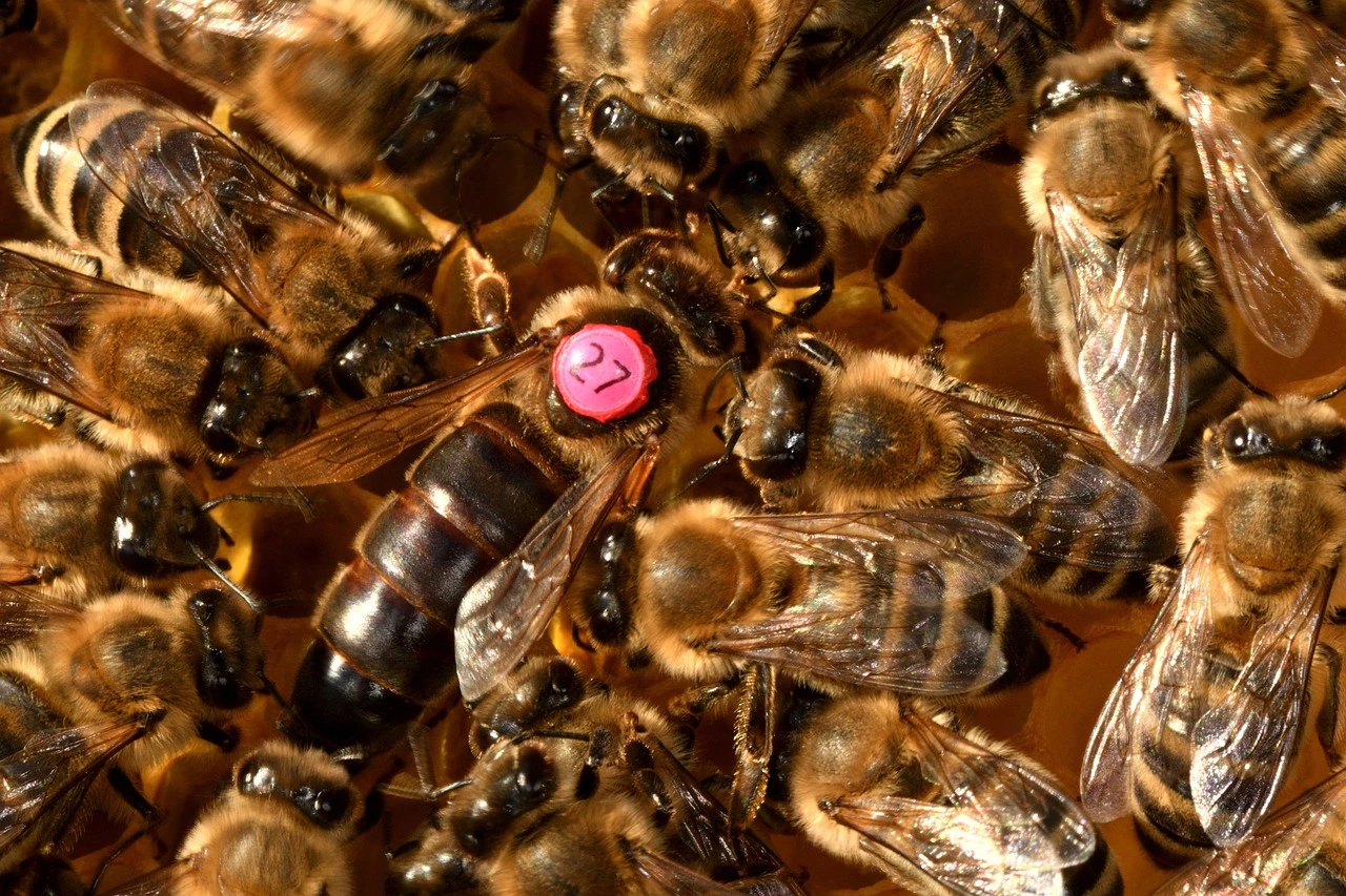 mehrere Bienen eng nebeneinander, davon ist eine am Rücken mit einer Zahl markiert