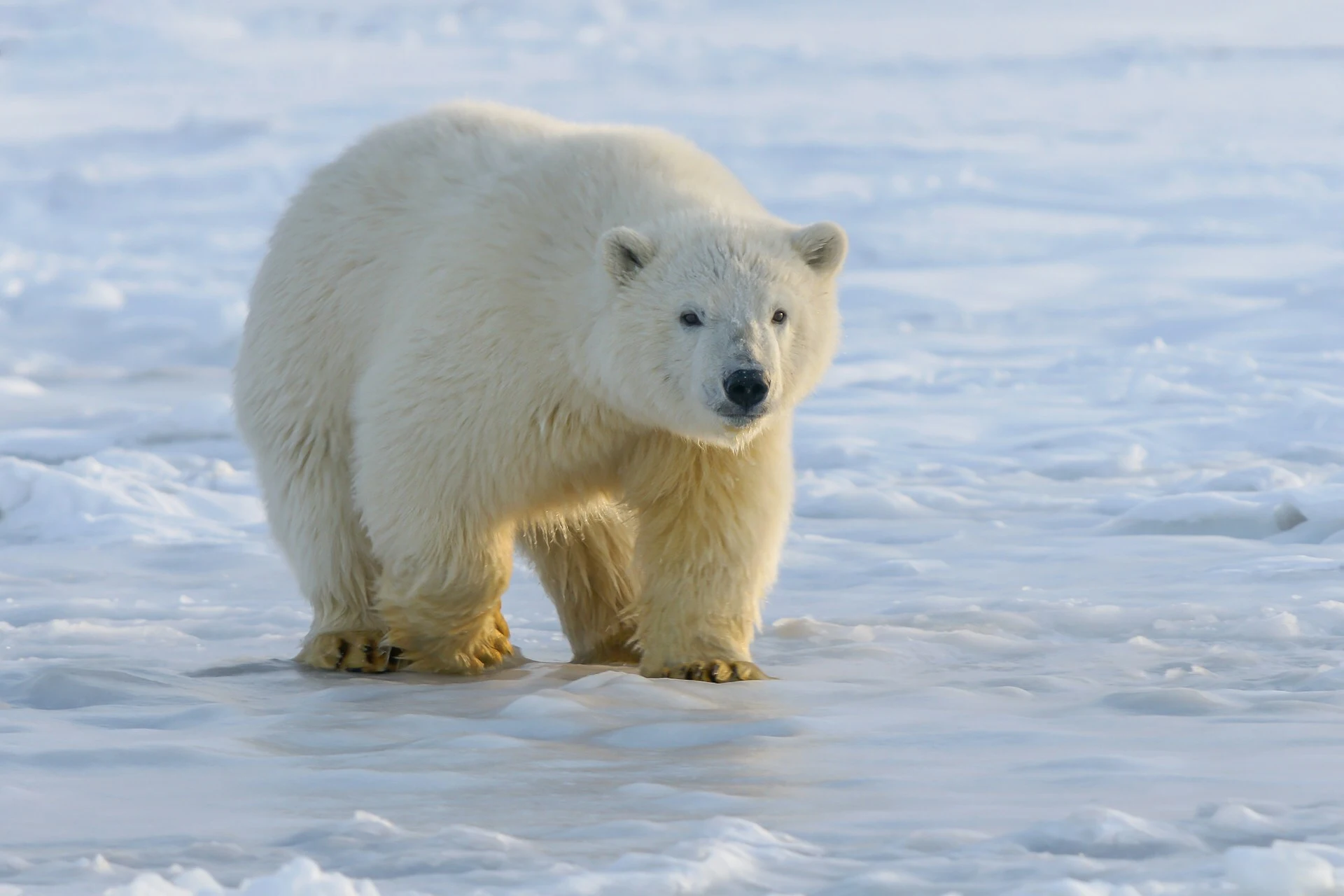 Das Foto zeigt einen einzelnen Eisbären auf einer Eisfläche.