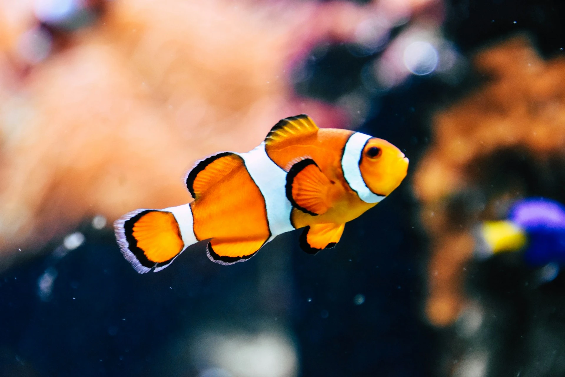 Das Foto zeigt einen farbenfrohen Fisch. Er ist orange-weiß gestreift.