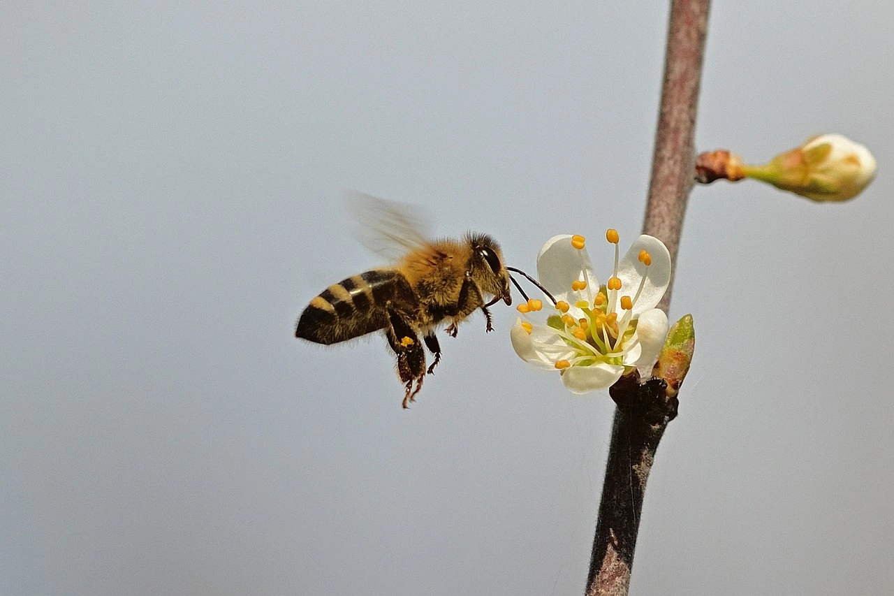 eine Honigbiene fliegt zu einer weißen Blüte