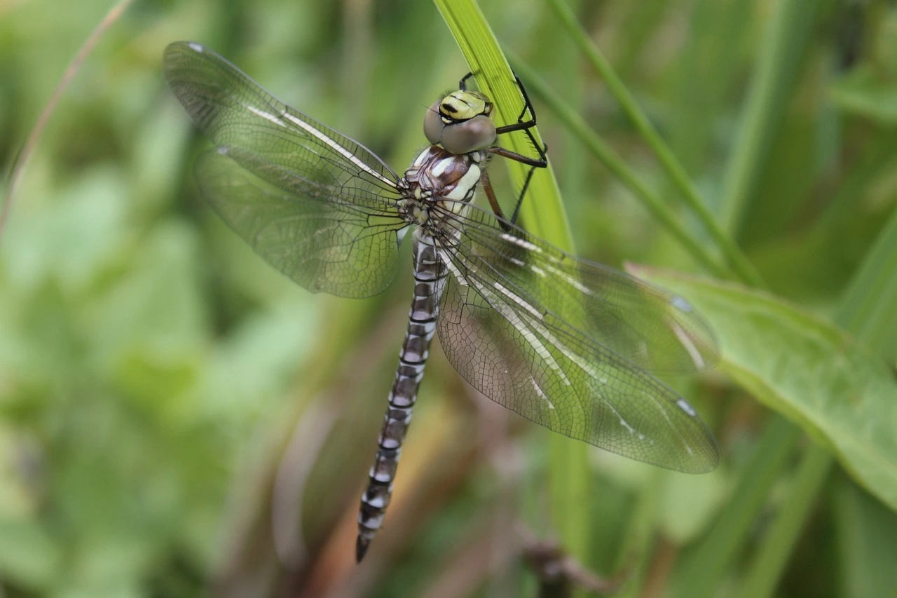 Das Foto zeigt eine Libelle vor grünem Hingergrund. Die Flügel sind transparent, der Körper bläulich.
