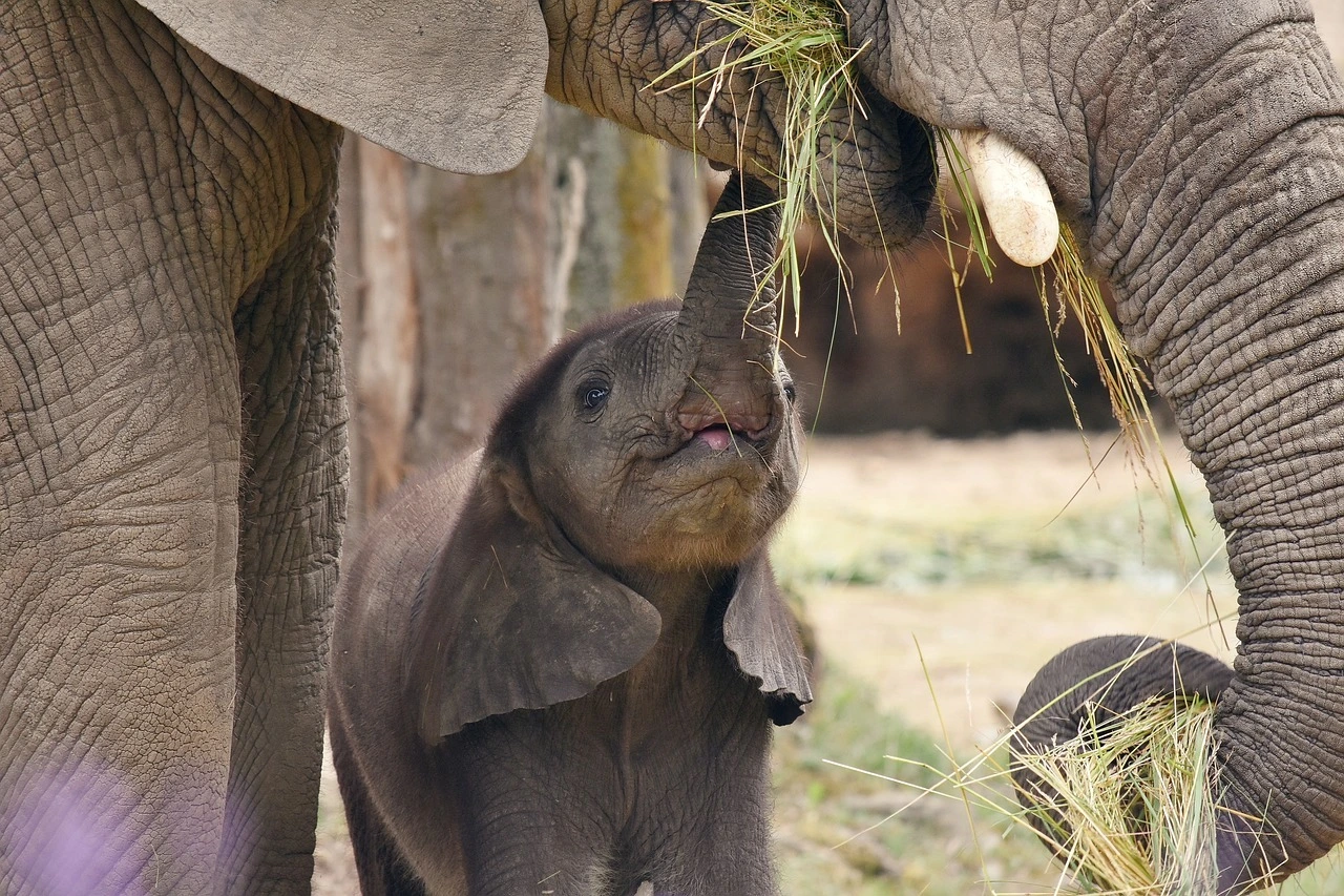 Das Foto zeigt ein Elefantenbaby mit seiner Mutter. Sie fressen getrocknetes Gras.