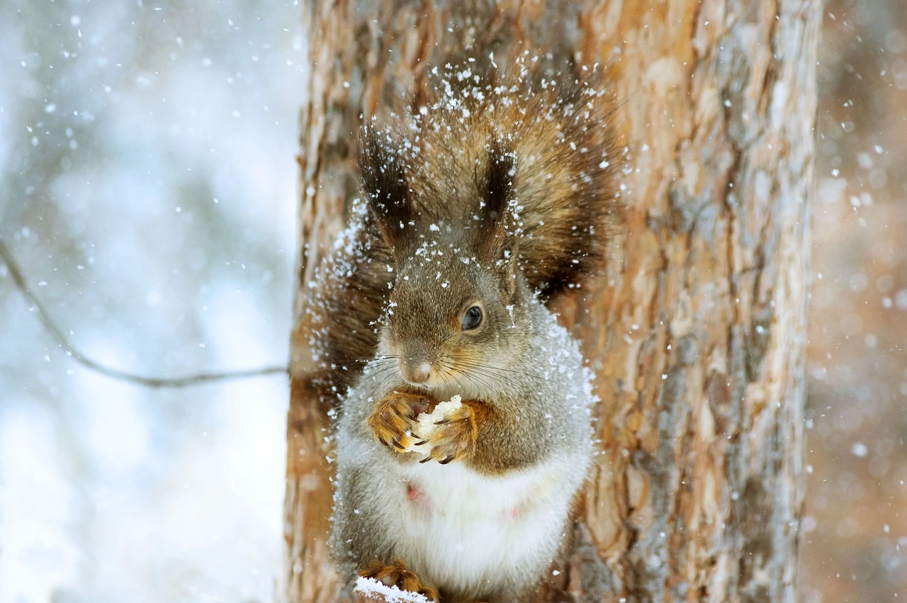 Das Foto zeigt ein Eichhörnchen im Schnee. In den Vorderproten hält es eine Eichel.