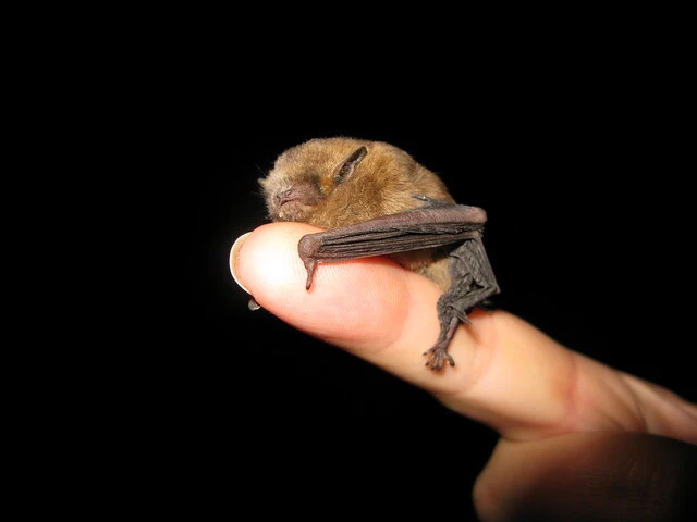 Das Foto zeigt eine Fledermaus auf einem Finger.
