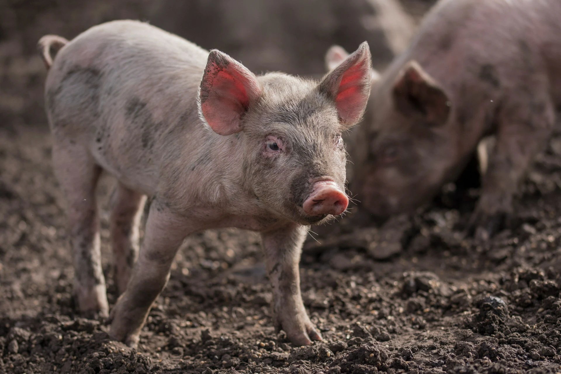 Ein Ferkel, das über schlammigen Boden läuft