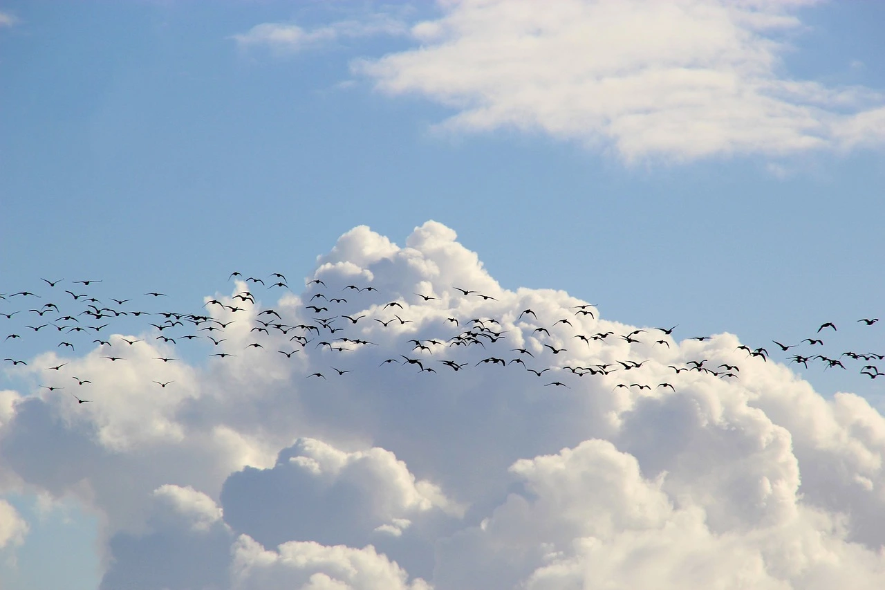 Das Foto zeigt mehrere Vögel am Himmel. Im Hintergrund ist eine Wolke zu sehen.