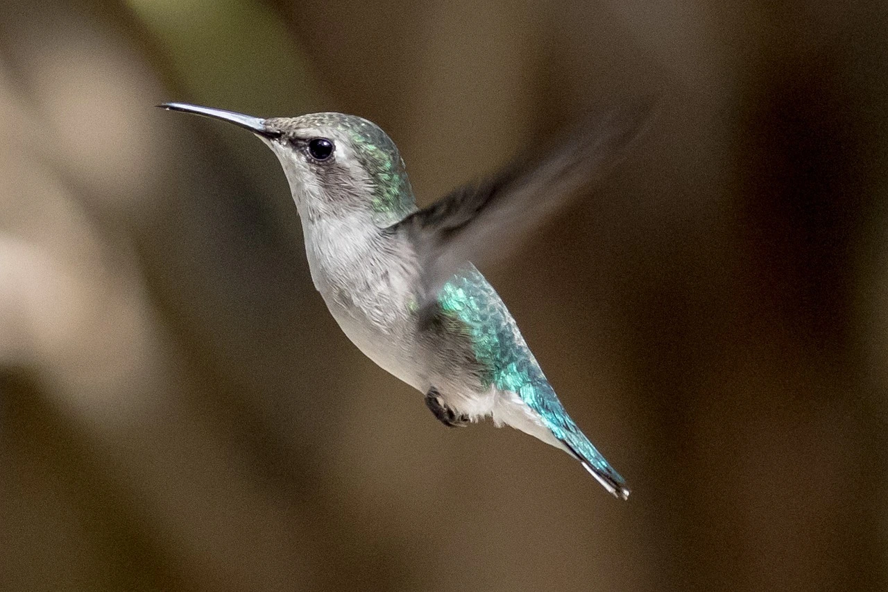 Das Foto zeigt einen sehr kleinen Vogel, die Bienenelfe. Er schwebt in der Luft. Der Bauch ist gräulich, der Rücken türkisfarben. Der Schnabel gerade und lang.