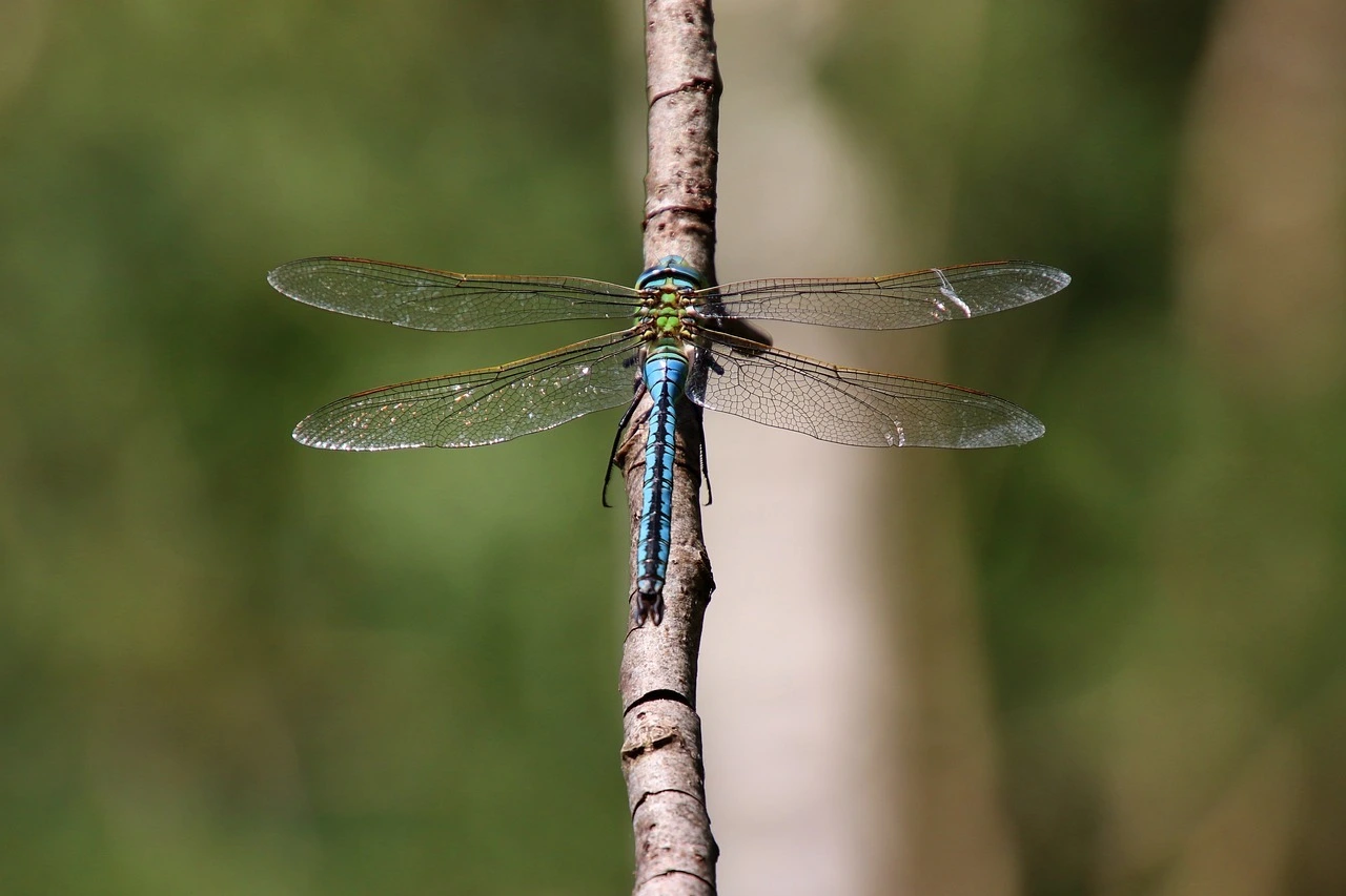 Das Foto zeigt eine Libelle mit ausgebreiteten Flügeln auf einem Ast.