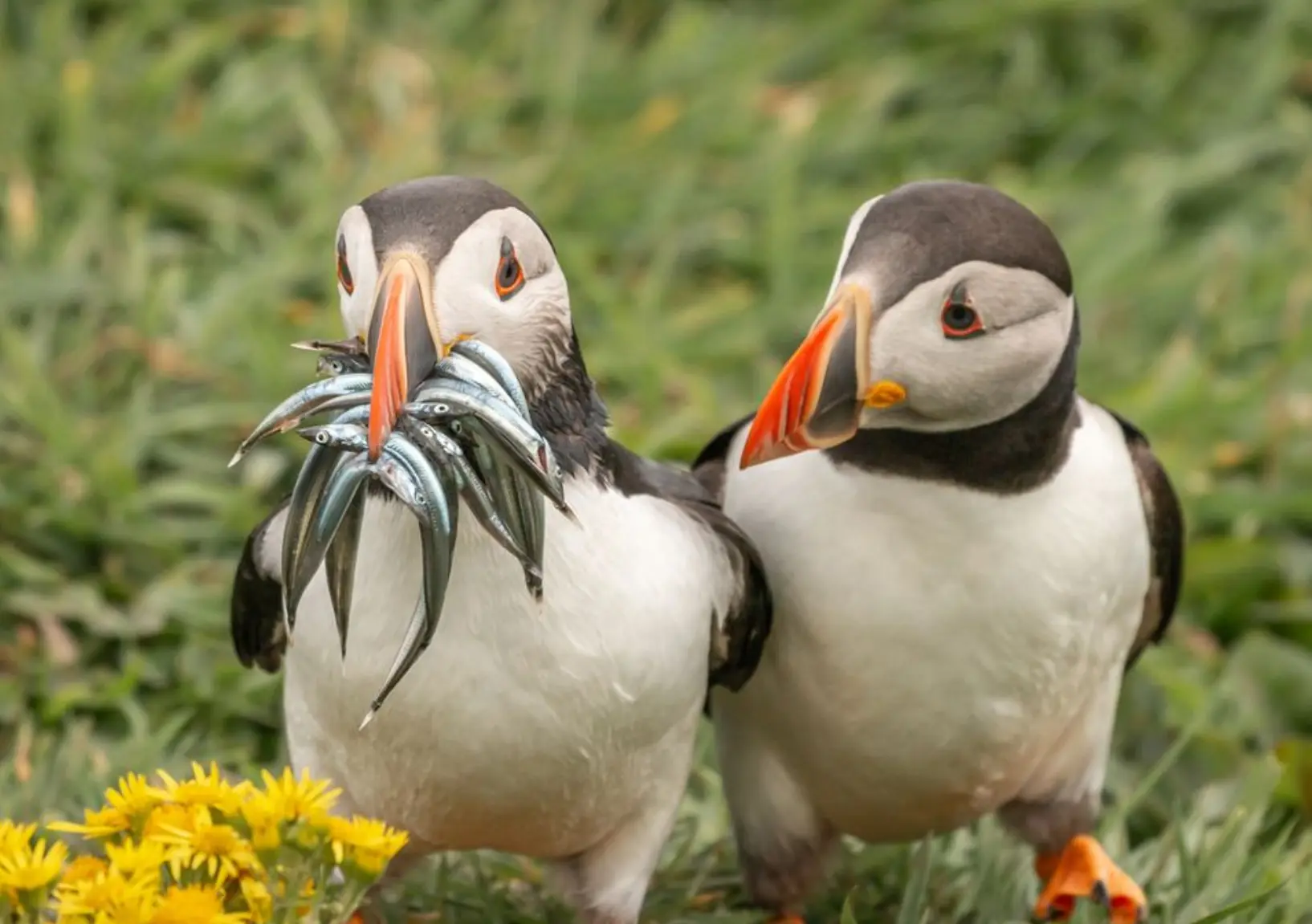 Ein Bild, das Wasservögel, Vogel, Papageientaucher, draußen enthält.Automatisch generierte Beschreibung