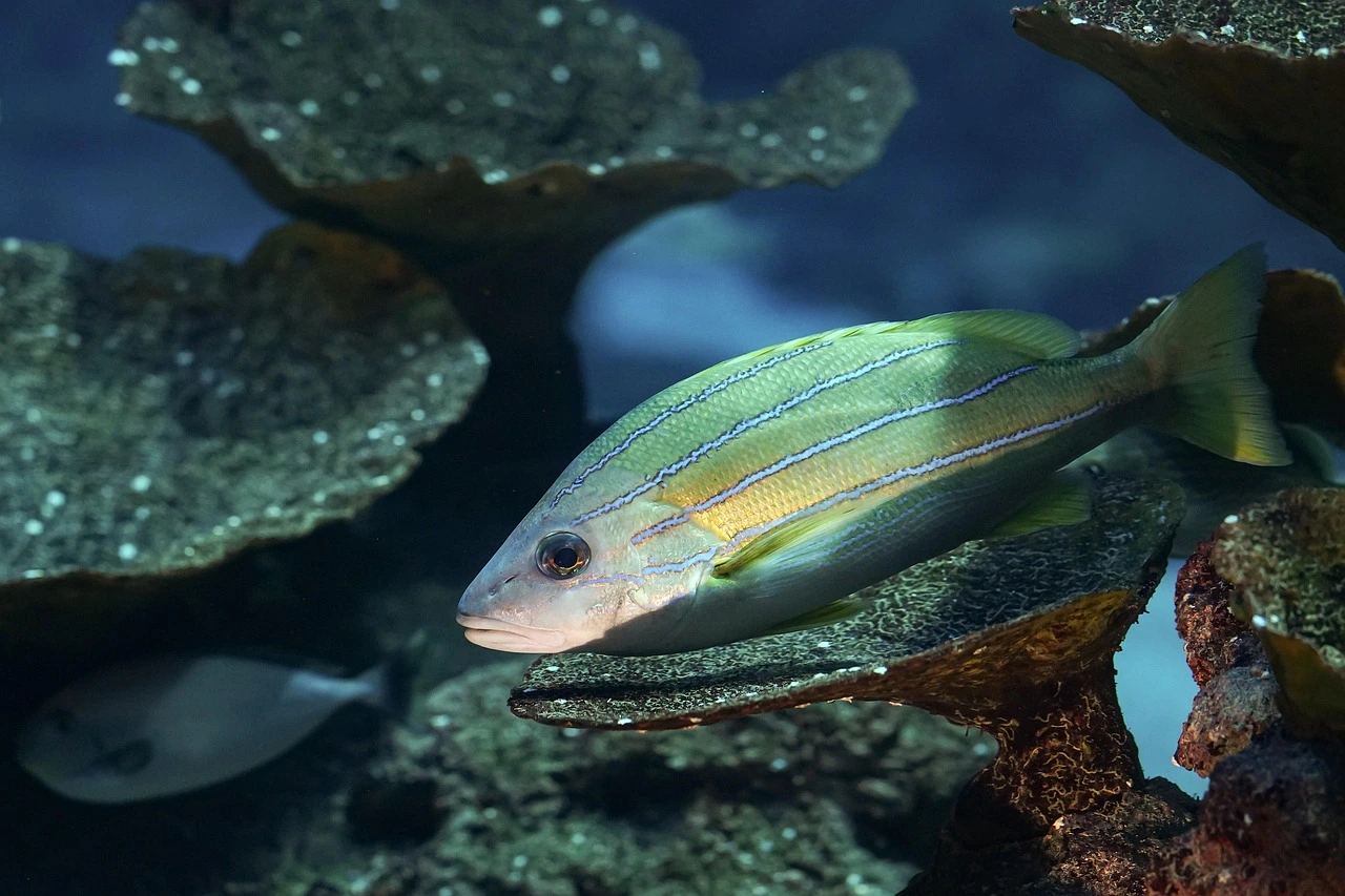 ein Fisch schwimmt in Bodennähe zwischen mehreren Wasserpflanzen