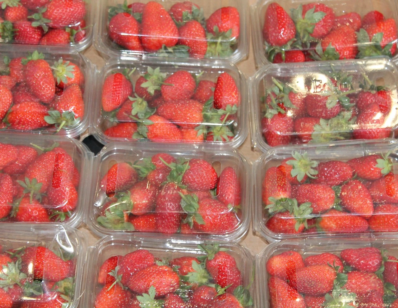 mehrere Plastikschalen, gefüllt mit Erdbeeren, stehen nebeneinander