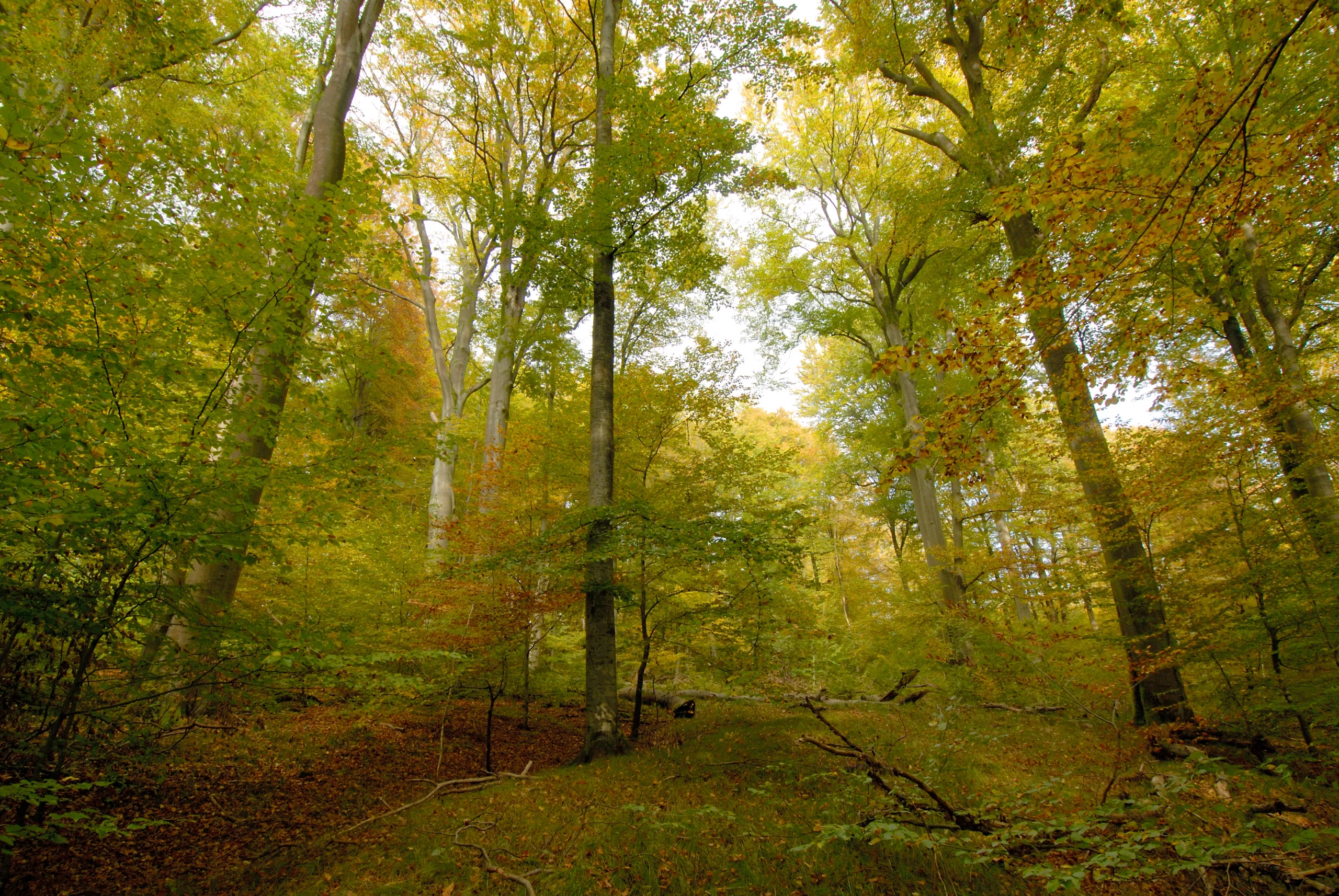 Querschnitt durch einen mitteleuropäischen Laubmischwald