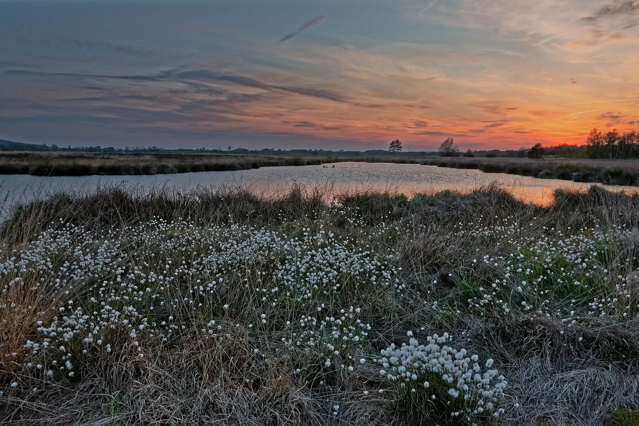 Das Foto zeigt ein Moor mit typischer Vegetation.