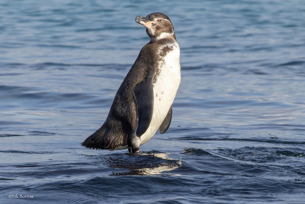 Ein Galapagos-Pinguin steht im flachen Wasser.