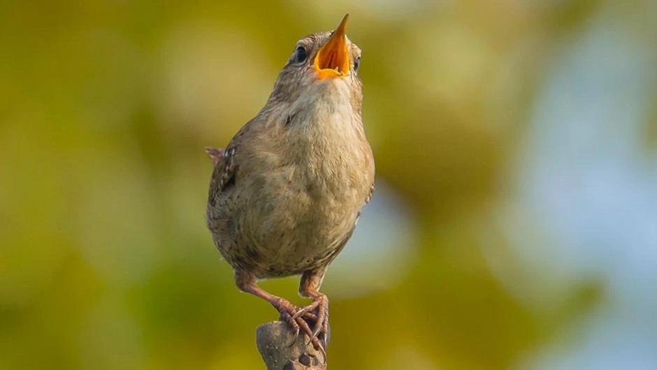 Singender Zaunkönig © ThinkstockPhotos