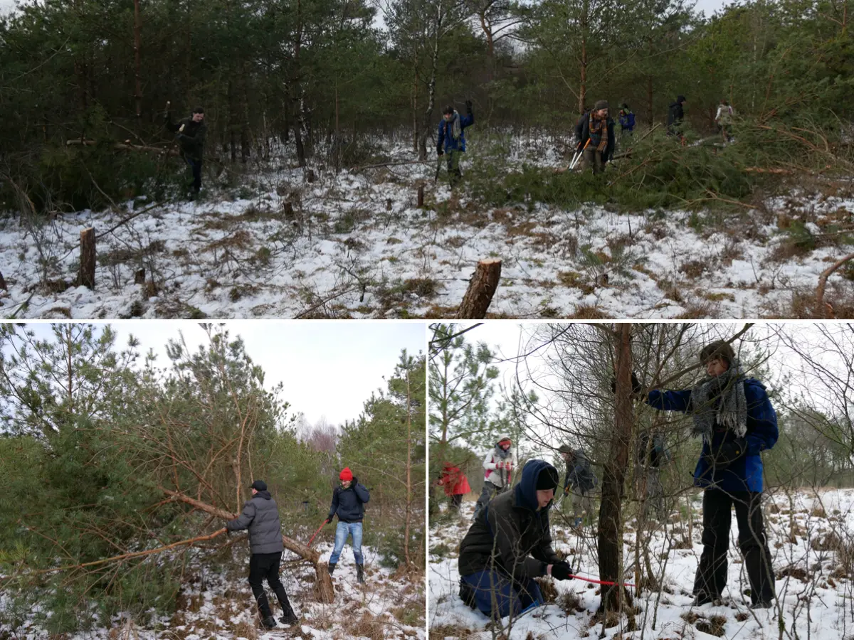 Collage aus drei Bildern: im Bild oben eine schneebedeckte Moorfläche, auf der mehrere junge Menschen abgesägte Fichten hinter sich herziehen; in den Bildern unten links und unten rechts jeweils zwei Personen, die gerade eine Fichte absägen