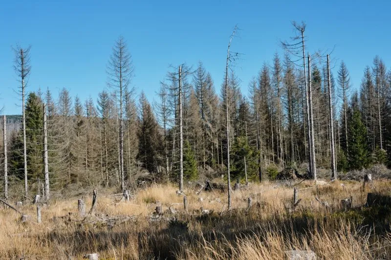 Vom Klimawandel und Borkenkäfer geschädigter Wald auf dem Brocken (Nationalpark Harz))
