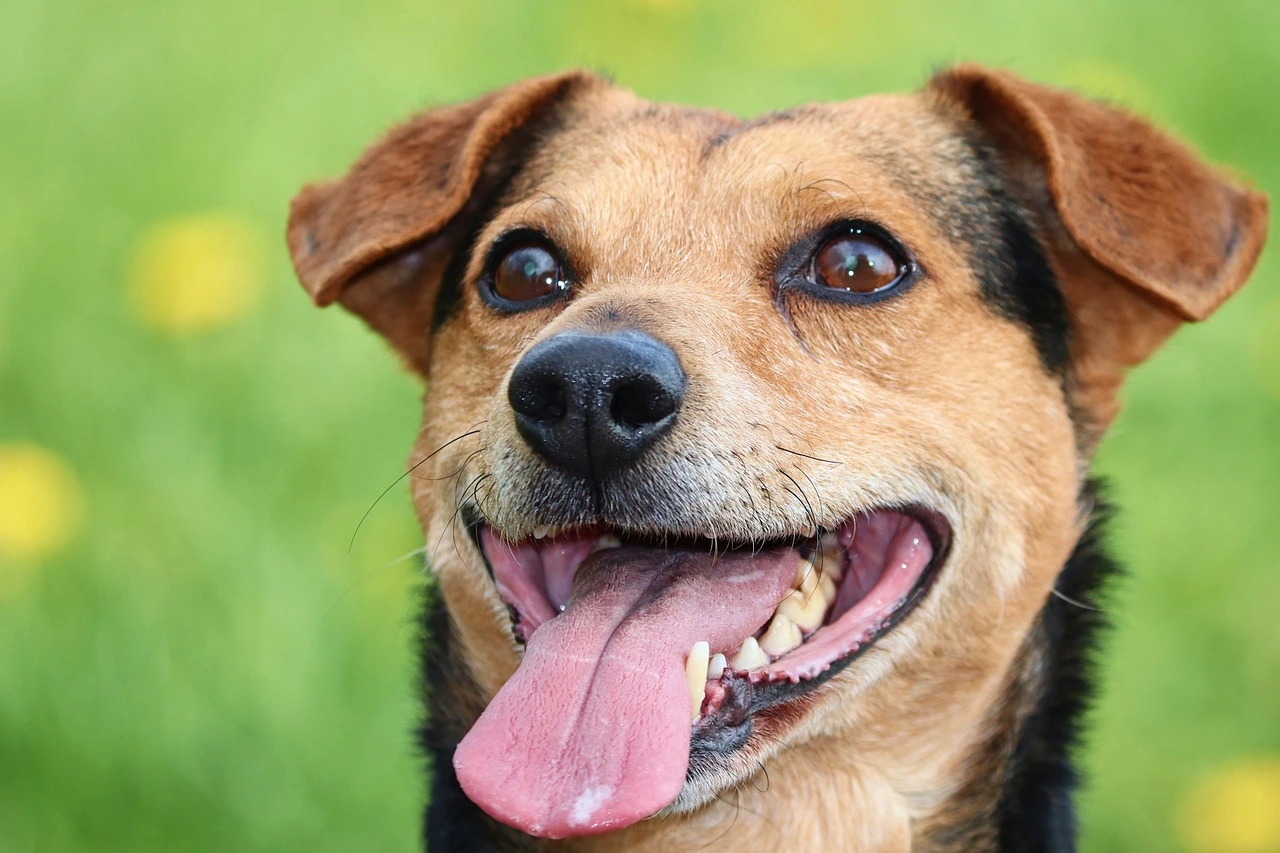 Das Foto zeigt einen Hund in Nahaufnahme. Sein Mund ist leicht geöffnet, die Zunge hängt heraus und er hechelt.