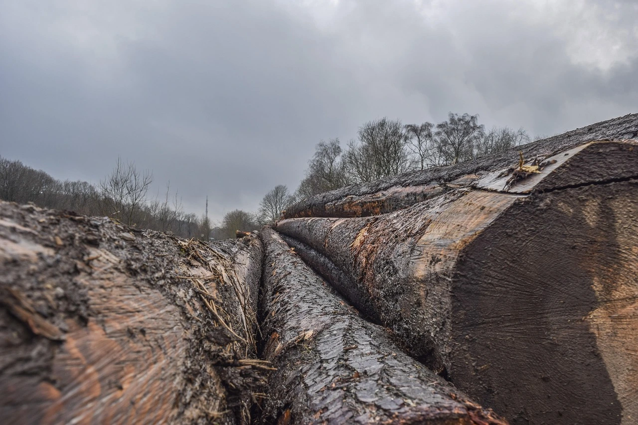 Blick auf eine abgeholzte Waldfläche, im Vordergrund einige gefällte Bäume