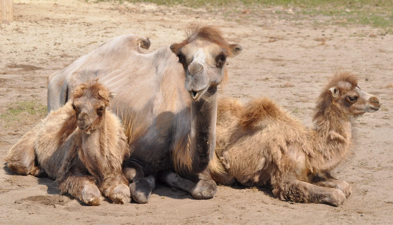 Ein Mutter- und zwei Jungtiere liegen nebeneinander im Sand