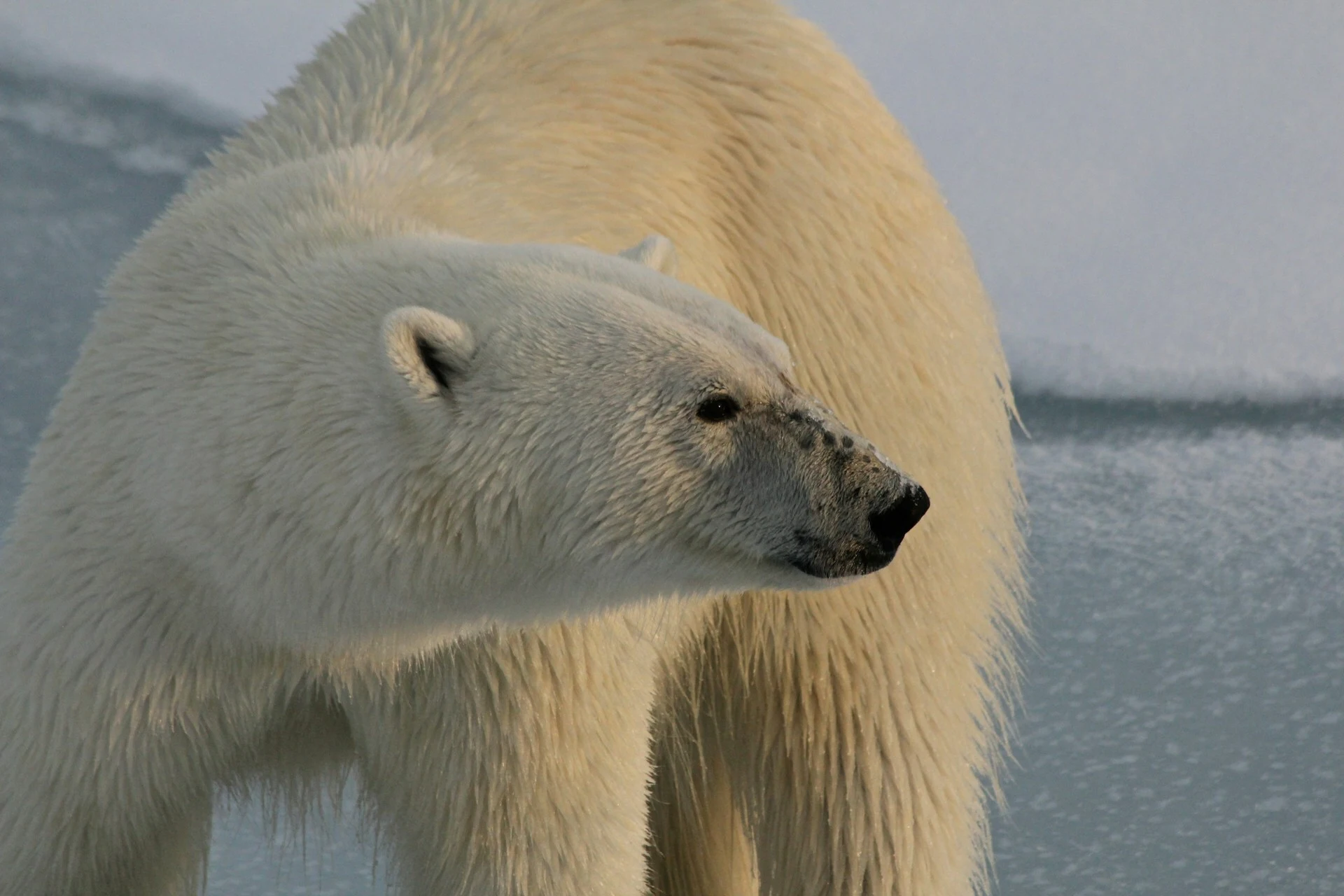 Das Foto zeigt einen Eisbären in Nahaufname. Er schaut zur Seite.