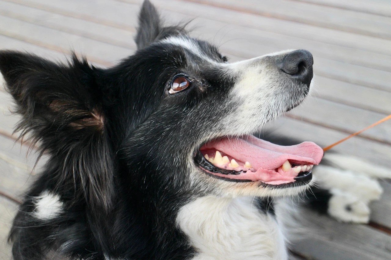 ein schwarz-weißer Hund schaut zu seinem Besitzer und hechelt