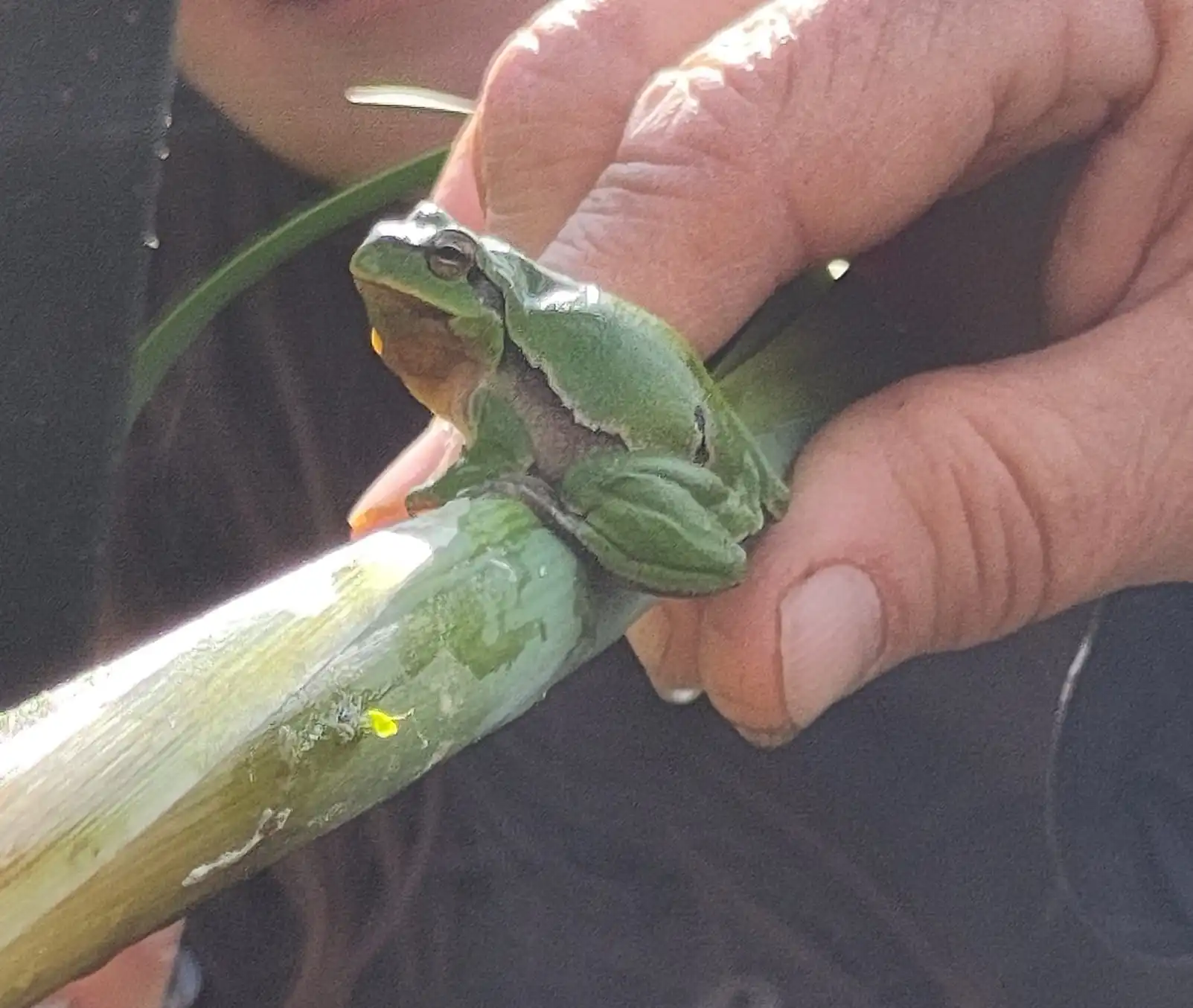 Das Bild zeigt einen Laubfrosch auf einem Schilfhalm, der von einer Hand gehalten wird.