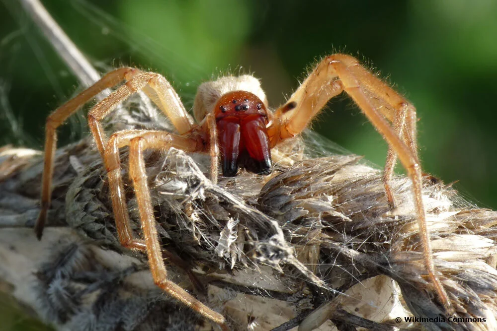 AUf dem Foto ist eine Spinne in Nahaufnahme zu sehen.