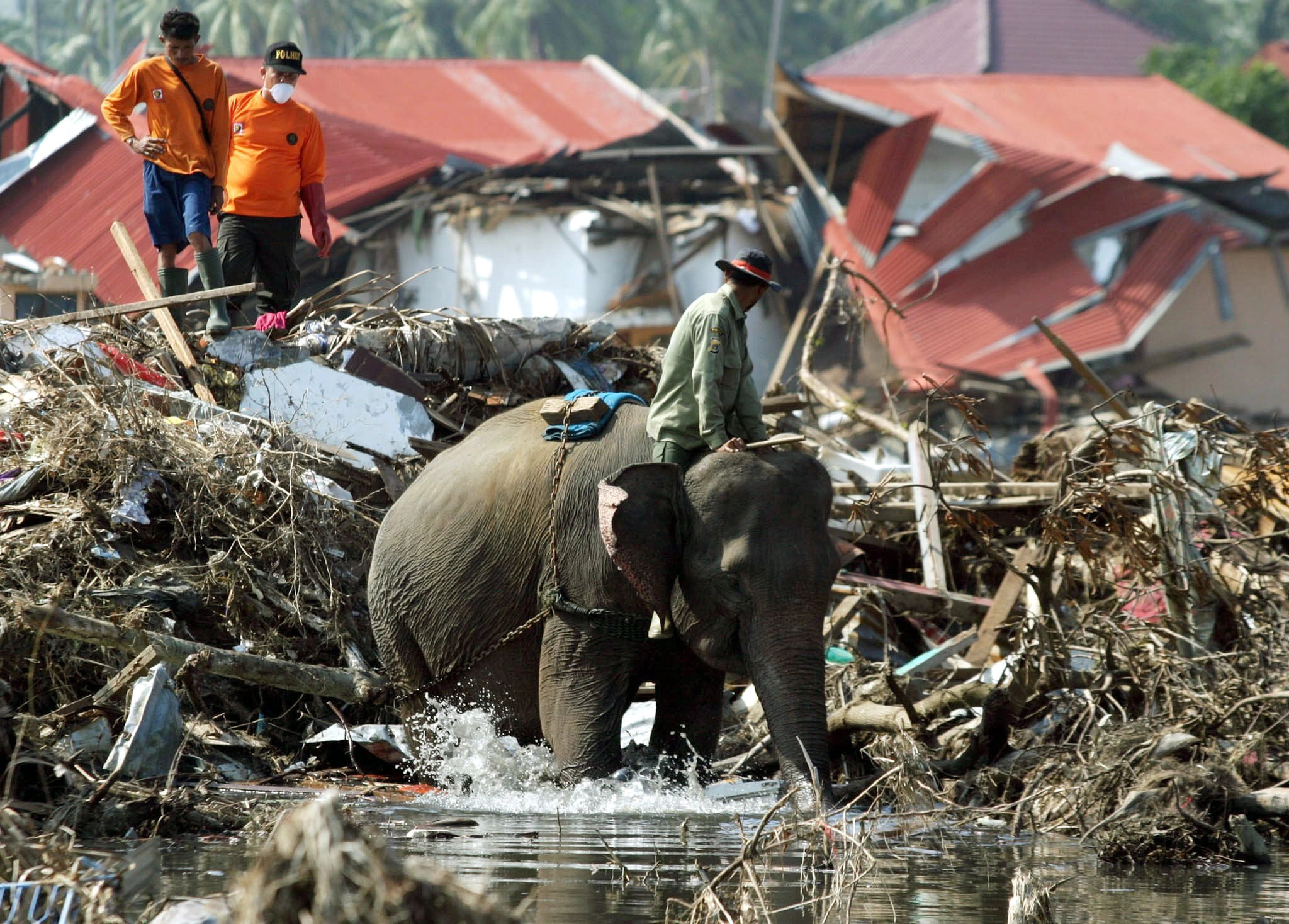 Arbeitselefant hilft beim Wiederaufbau nach der Tsunami-Flutkatastrophe im Dezember 2004