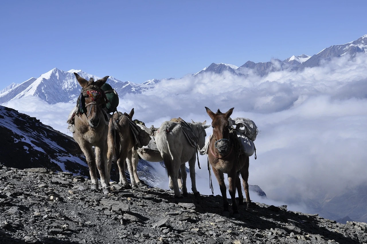 Vier beladene Esel vor einem schneebedeckten Bergmassiv