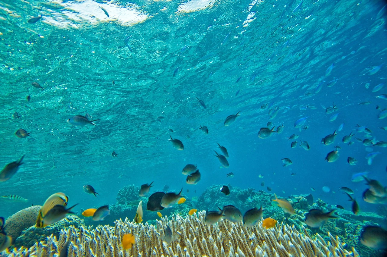 eine Unterwasseraufnahme eines Korallenriffs mit einigen Fischen
