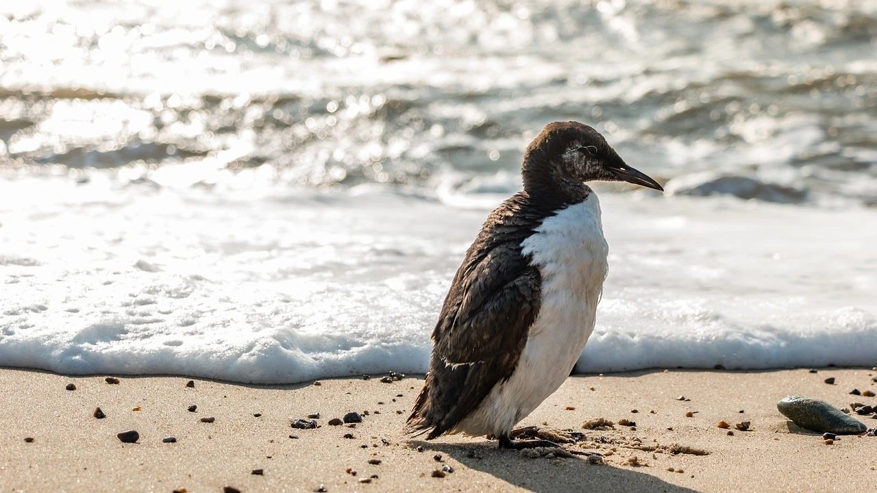 Das Foto zeigt einen schwarz-weißen Vogel an der Küste. Er läuft aufrecht, wie ein Pinguin.