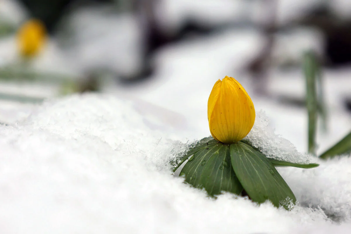 Ein Winterling durchbricht die Schneedecke. Foto von Jack Blueberry auf Unsplash