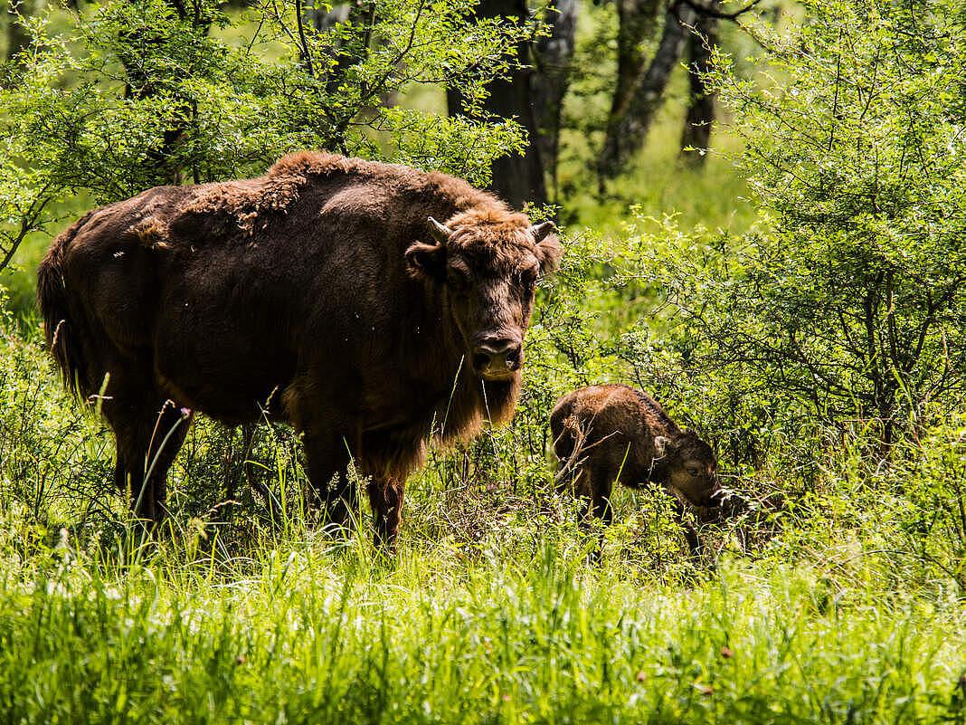 Wisent in der Slowakei