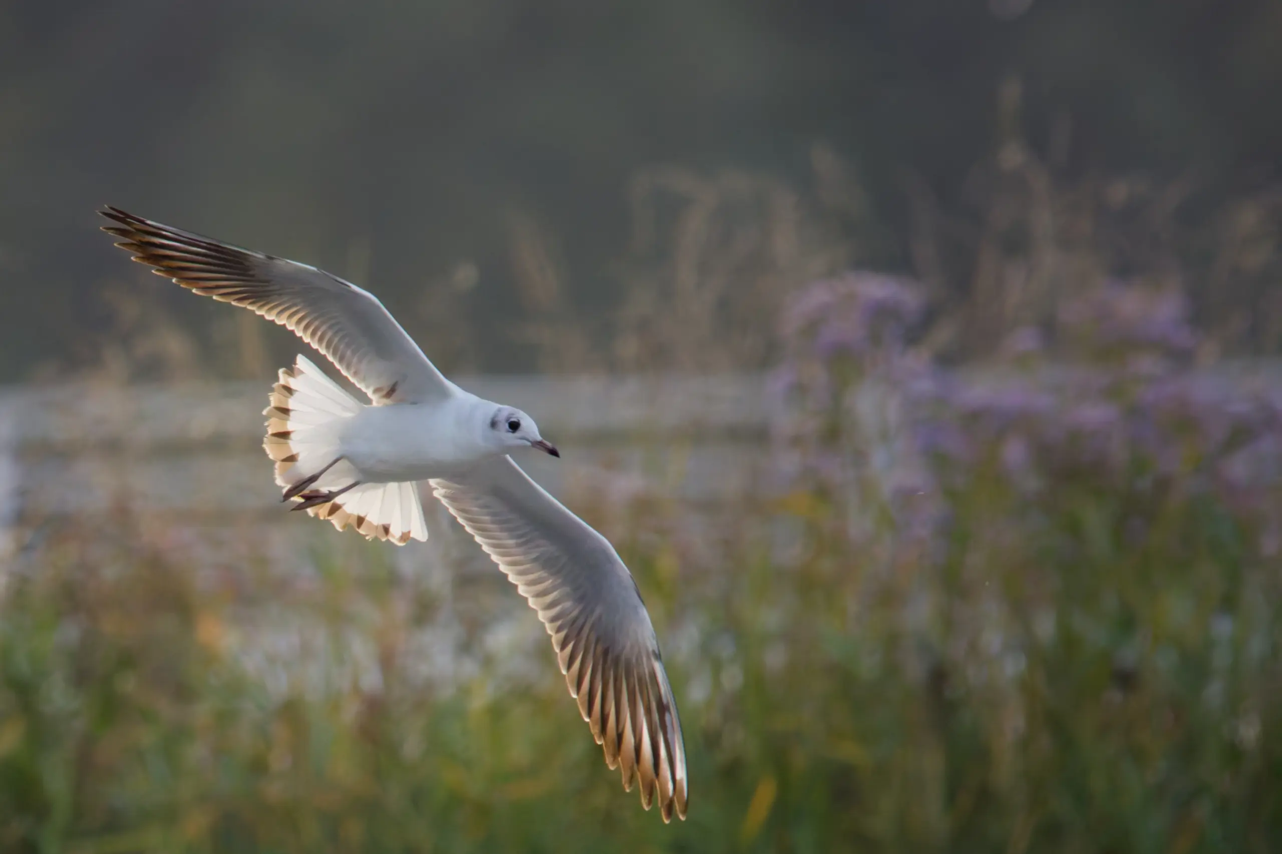 Das Foto zeigt eine Nahaufnahme einer Möwe im Flug. Im Hintergrund ist die Ostsee und Schilf zu sehen.
