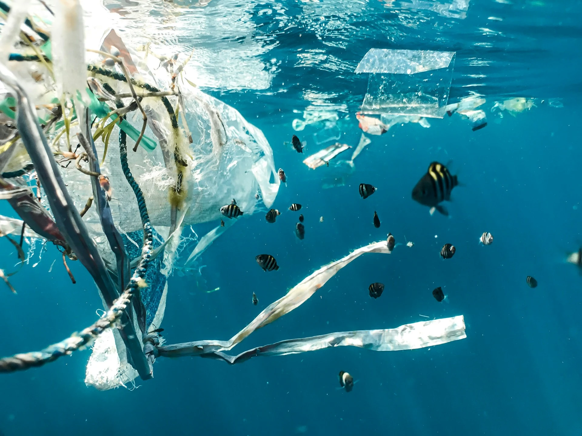 Blick ins Meer, es schwimmt viel Plastikmüll darin