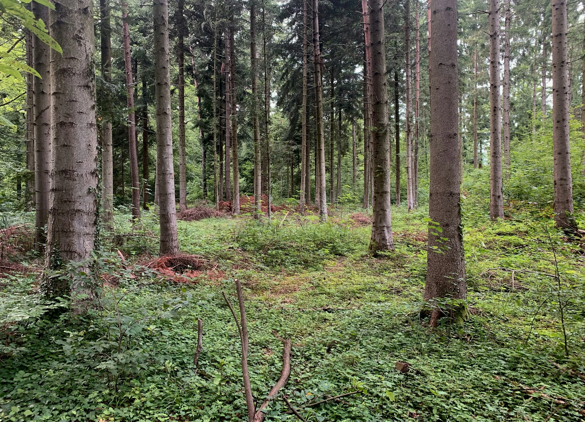 Wald mit hohen Bäumen, überwiegend Nadelbäume