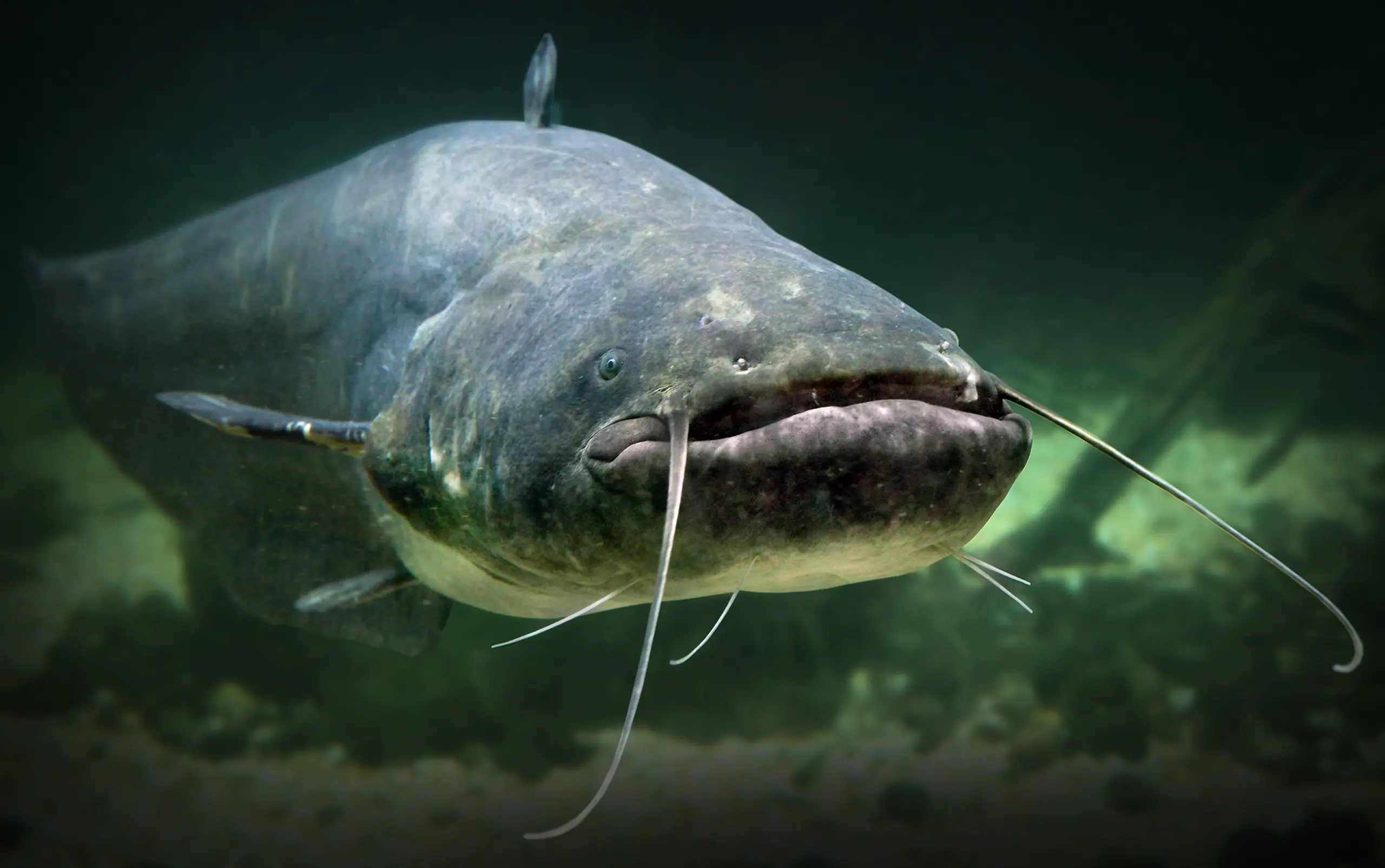 Ein Wels (länglicher, grauer Fisch mit zwei Fühlantennen am Mund) schwimmt in trübem Gewässer