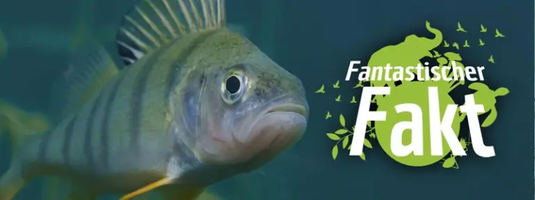 Ein Barsch neben dem Emblem 'Fantastischer Fakt'